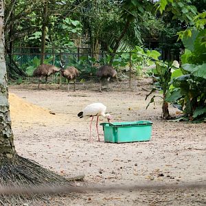 Wild Storks eating emu food