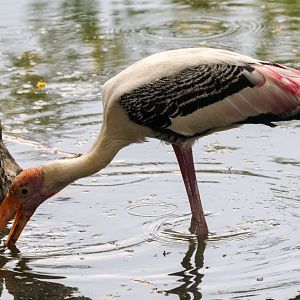 Painted Stork fishing