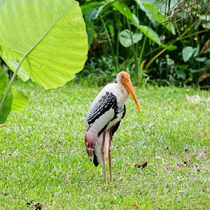 Painted Stork