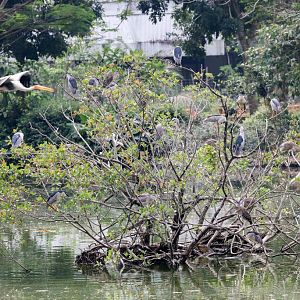 Black-crowned Night Herons