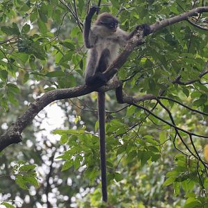 Wild White-thighed Langur
