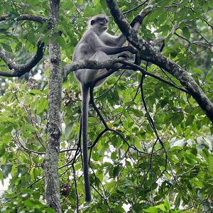 Wild White-thighed Langur
