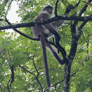 Wild White-thighed Langur
