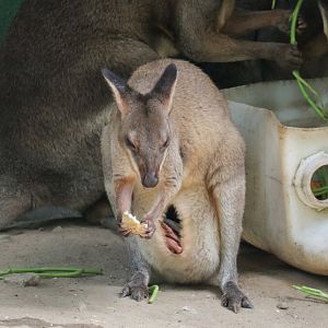Red-legged Pademelon