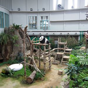 Panda Enclosure