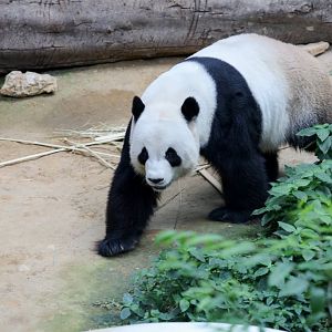 Giant Panda