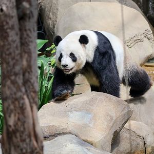 Giant Panda