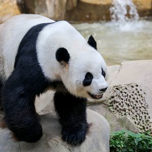 Giant Panda