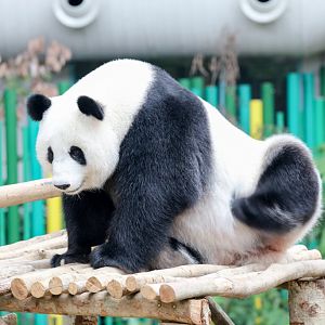 Giant Panda having ascratch