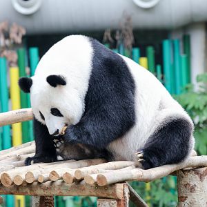 Giant Panda having something to eat