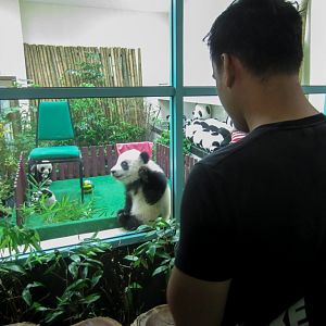 Panda Cub