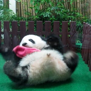Panda Cub