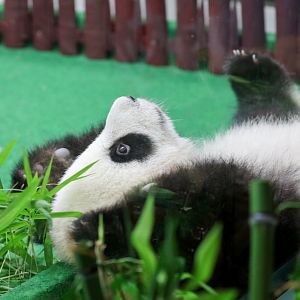 Panda Cub