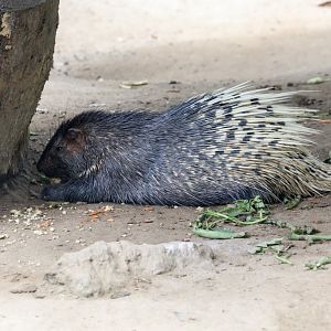 Indian Crested Porcupine