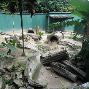 Brush-tailed Porcupine exhibit
