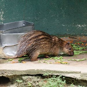 Brush-tailed Porcupine