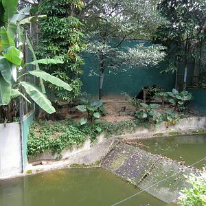Serval exhibit - serval on left under banana leaf