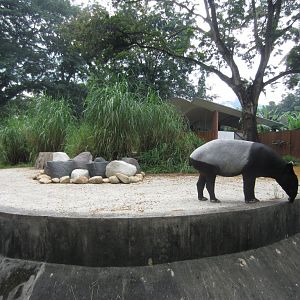 Tapir exhibit