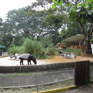 Tapir exhibit