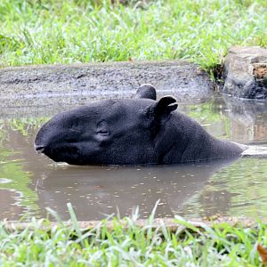 Malaysian Tapir