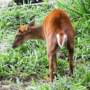 Common Muntjac