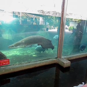 Arapaima