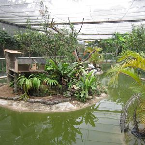Island for Callitrichids in Butterfly House