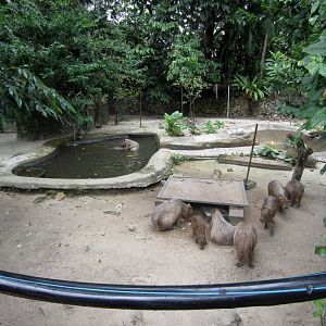 Capybara enclosure