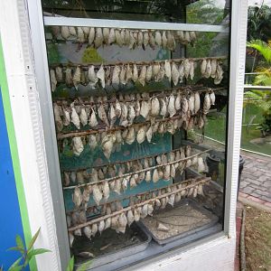 In the Butterfly House