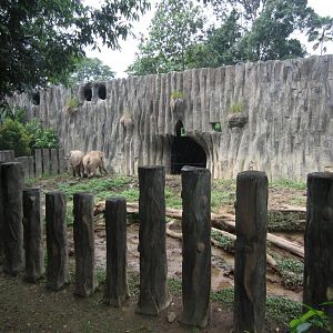 Asian Elephant exhibit