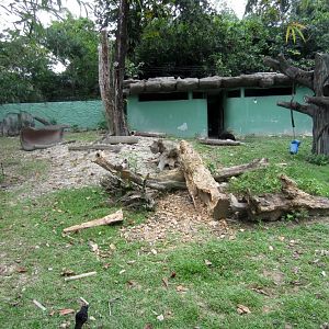 Sun Bear enclosure