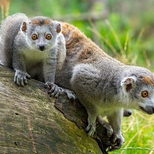 Crowned Lemur