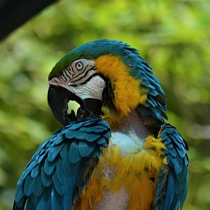 Blue and Gold Macaw