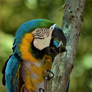 Blue and Gold Macaw