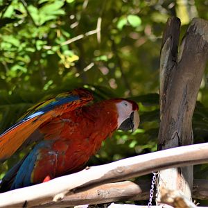 Scarlet Macaw