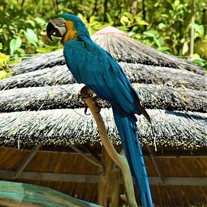 Blue and Gold macaw