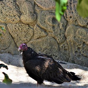 Turkey Vulture