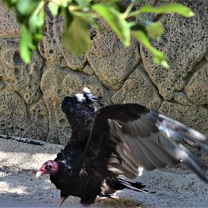 Turkey Vulture