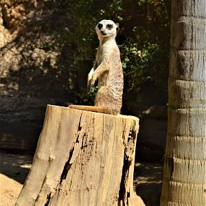 Meerkat