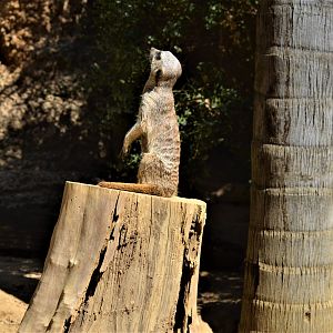 Meerkat
