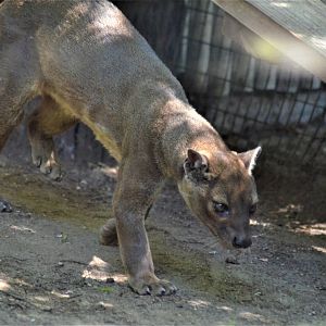 Fossa