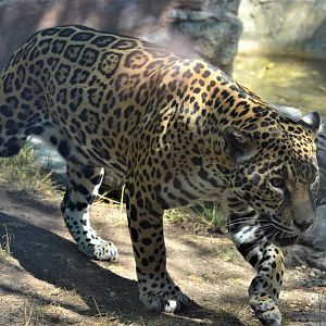 Jaguar