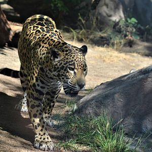 Jaguar