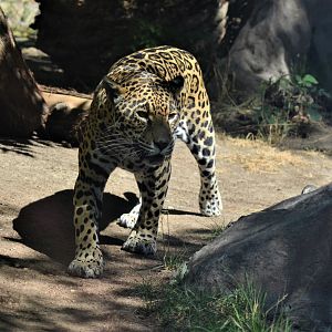 Jaguar