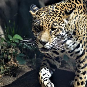Jaguar