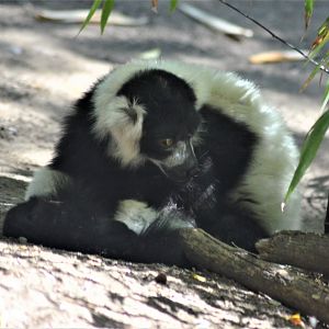 Ruffed Lemur
