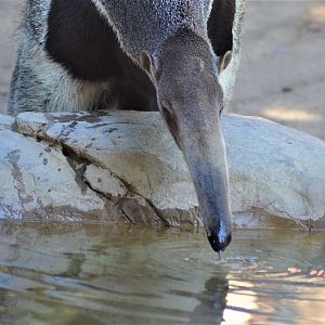 Giant Anteater
