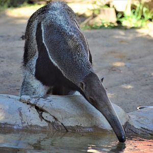 Giant Anteater