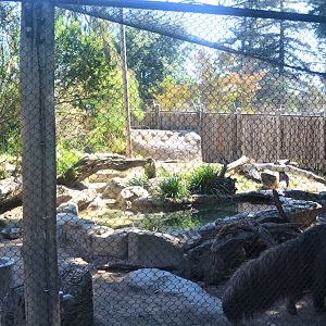 Giant Anteater Habitat