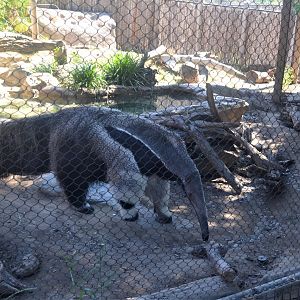 Giant Anteater